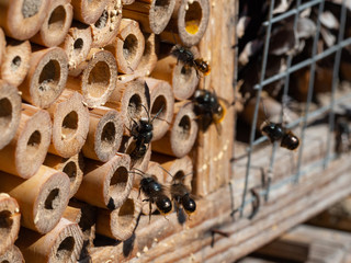 Mason bees at an insect hotel in spring
