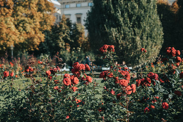 Beautiful park with red flowers and sculptures in center of Vienna, Austria