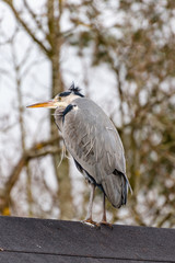 The grey heron (Ardea cinerea) is a long-legged predatory wading bird of the heron family, Ardeidae, native throughout temperate Europe and Asia and also parts of Africa.