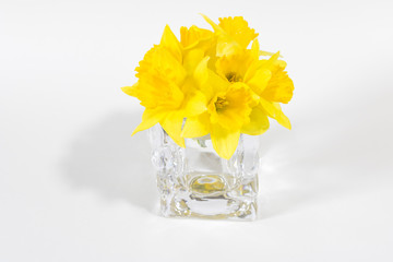 A bouquet of yellow daffodil flowers in a glass vase on a white background