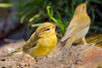 Willow Warbler, Phylloscopus trochilus, Forest Pond, Castile Leon, Spain, Europe
