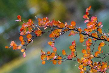 Herbst in den Rocky Mountains, Kanada