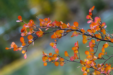 Herbst in den Rocky Mountains, Kanada