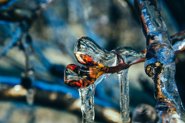 Apple Blossoms protected from Ice