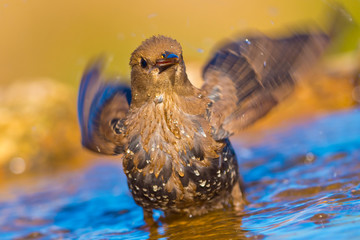 Starling, Sturnus vulgaris, Estornino Pinto, Forest Pond, Castilla y León, Spain, Europe