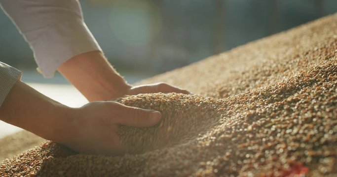 Close up shot of an young successful man farmer is controlling with his hands at the moment harvested biologic wheat grains. Concept: agriculture, nature, farming, cultivation, bio and eco food