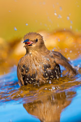 Starling, Sturnus vulgaris, Forest Pond, Castile Leon, Spain, Europe