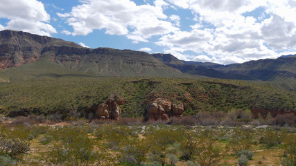 Vegetation in the desert of Utah - travel photography