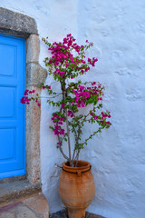 Detail of a Greek house on the island of Patmos in Greece.  Shard vase with fuchsia Bouganville on white background and blue door.
