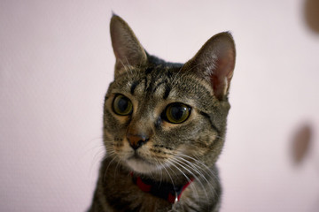 Close-up of a tabby cat