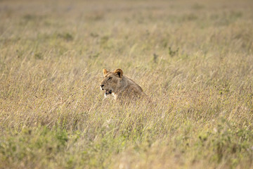 Löwin im hohen Gras, Serengeti