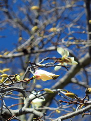 青空とコブシの蕾
