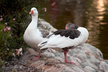Two ducks in the pond