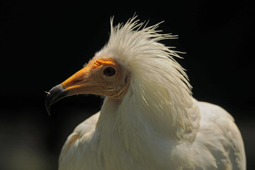 Alimoches en la campiña