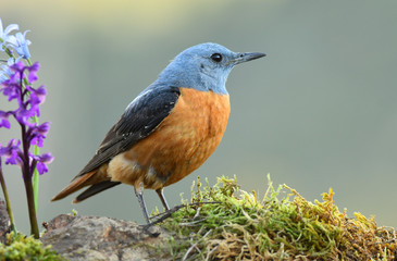 roquero rojo entre las flores