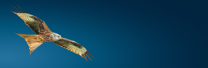 Banner with flying Red kite (Milvus milvus) bird with full wingspan isolated at blue gradient...