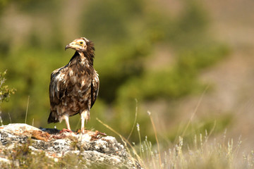 Alimoches en la campiña