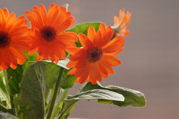 Blüte einer orange farbigen Gerbera im Blumentopf