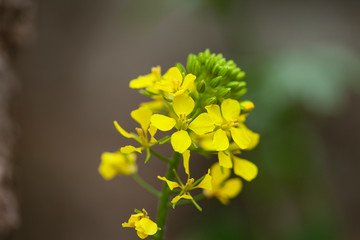 macro yellow spring flower