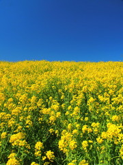 満開の菜の花咲く春の江戸川土手風景