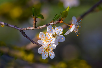 Fresh fruit blossom bud in the spring season