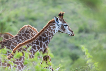 baby giraffe in the wild savannah