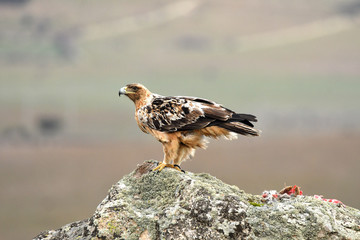 aguila imperial en la sierra abulense