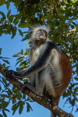 Stummelaffe, Sansibar