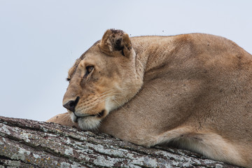 lioness after hunting east Africa Serengeti national park 