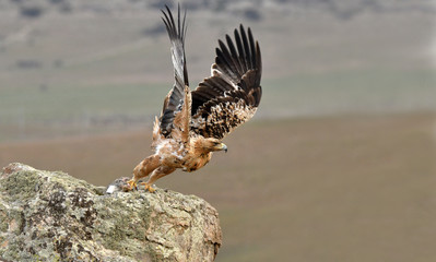 aguila imperial en la sierra abulense