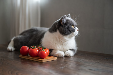 British shorthair cat and tomatoes