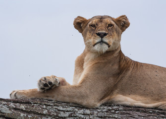 lioness after hunting east Africa Serengeti national park 