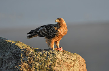 aguila imperial en la sierra abulense