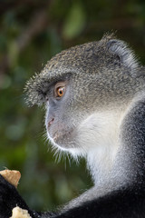Affe, Meerkatze, Sansibar