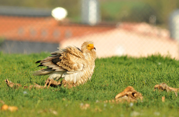 Alimoches en la campiña