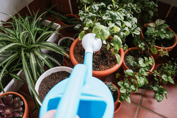Blue watering can watering plants
