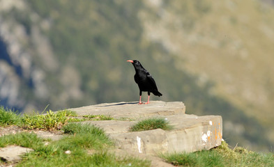 chova en lña montaña