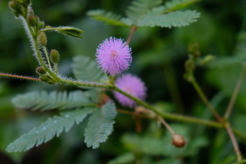 Mimosa pudica is a short shrub of a member of the leguminous tribe which is easily known for its...
