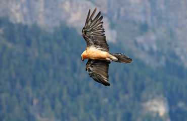 Alimoches en la campiña