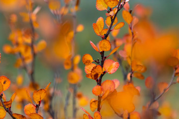 Herbst in Kanada, Rocky Mountains