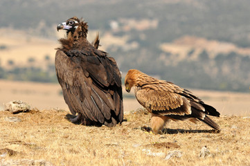 aguila imperial en la sierra abulense