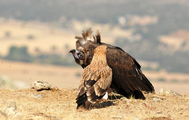 aguila imperial en la sierra abulense