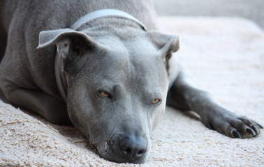 Thai Ridgeback Hund, m&uuml;de aber wachsam