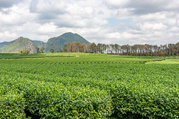 Fototapeta na wymiar Tea plantations in northern Thailand