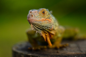 bearded dragon lizard