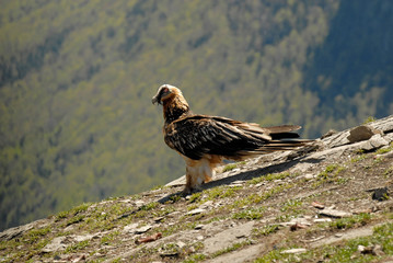 Quebrantahuesos en el pirineo aragonés