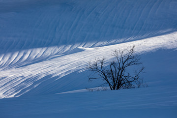 snow covered tree