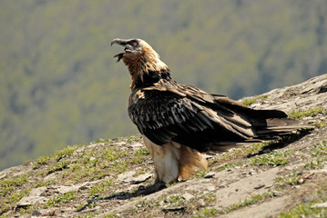 Quebrantahuesos en el pirineo aragonés