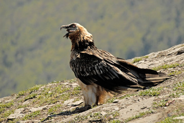 Quebrantahuesos en el pirineo aragonés