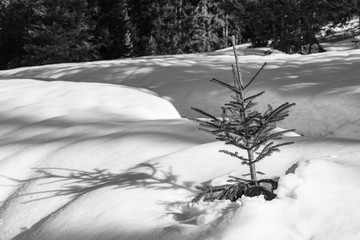 snow covered trees